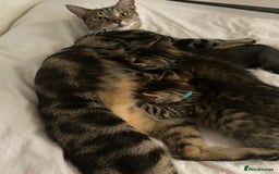 Bengal cats for sale: Litter of five stunning bengal/tabby mix kittens  - Image 13