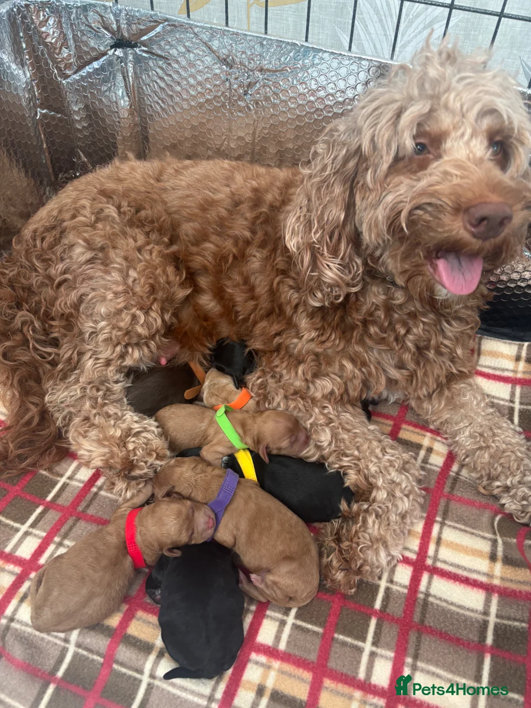 Cockapoo dogs for sale: Cockapoo puppies in Redcar - Advert 2