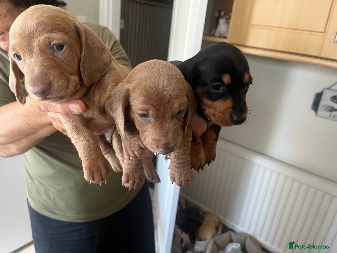 Dachshund dogs for sale: Miniature dachshunds  - Image 4