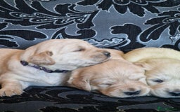 Golden Retriever dogs for sale: 🐾Pure Golden retrievers puppy🐾 - Image 26