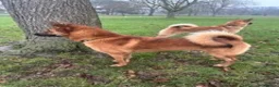 Mixed Breed dogs for sale: Astrid in Burry Port - Advert 3