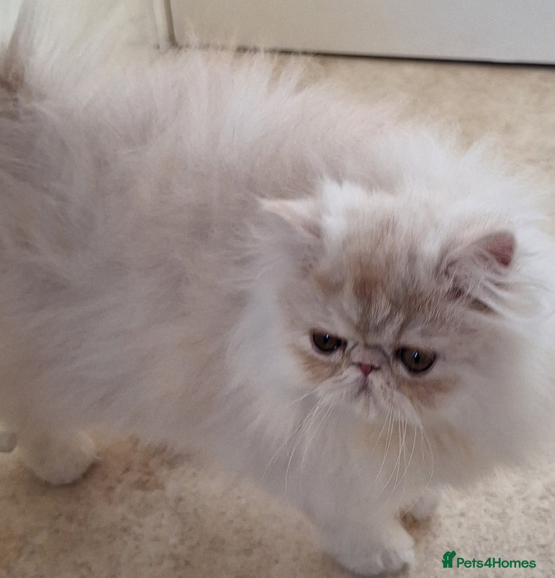Persian cats for sale: 1  beautiful  stunning male persian available  - Advert 2