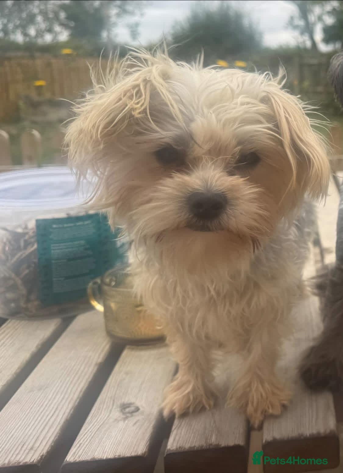 Morkie dogs Two brothers 18months old  - Advert 1