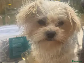 Morkie dogs Two brothers 18months old - Advert 10