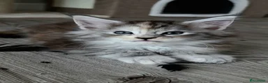 Maine Coon 4
