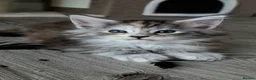 Maine Coon cats for sale: MAINE COON Kitten's redy for reservation. - Advert 15