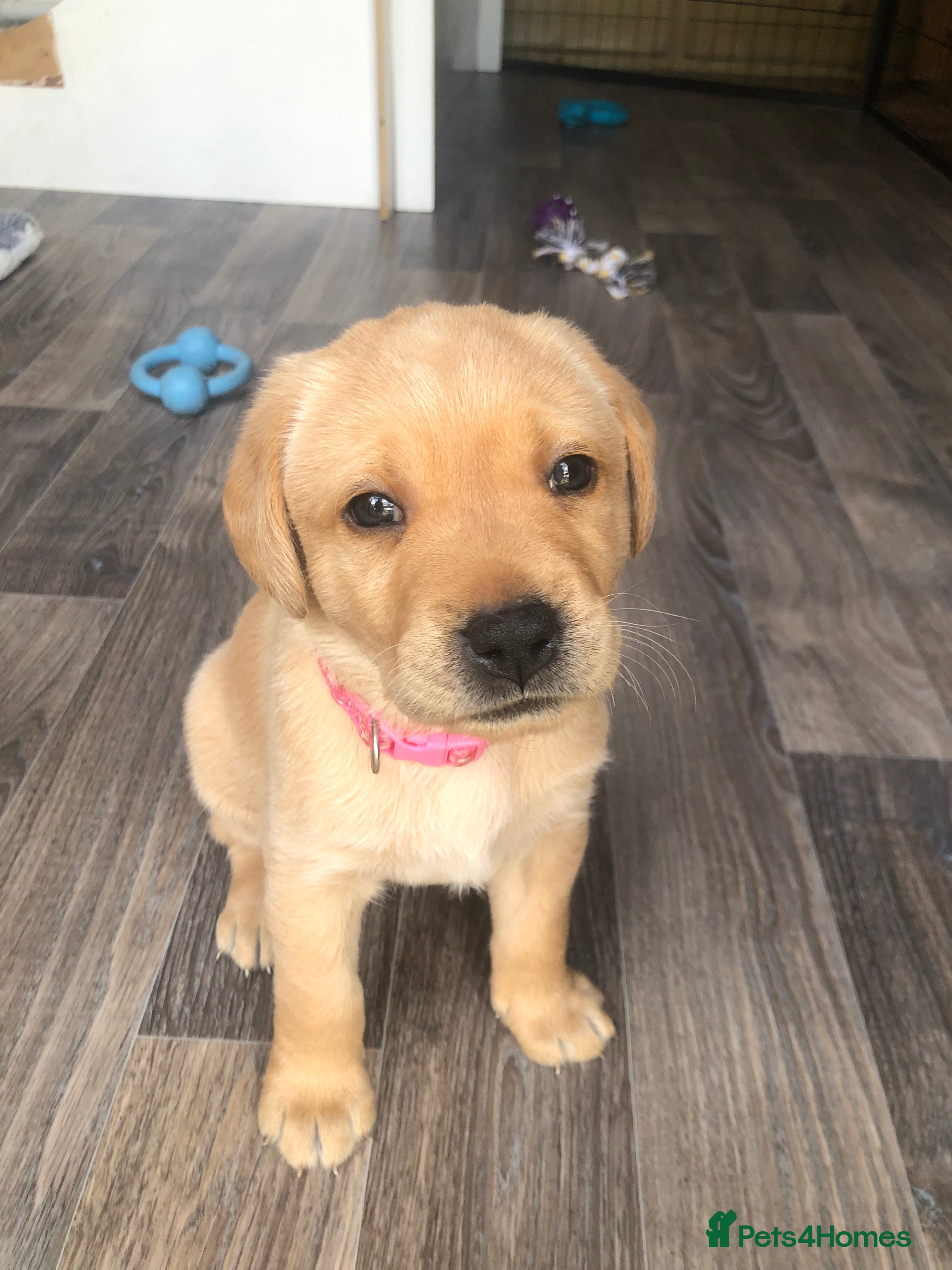 Labrador Retriever dogs 6 adorable Labrador puppies 🐶🩷💙 - Advert 2