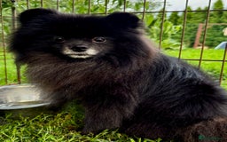 Pomeranian dogs for adoption: Prince, Romeo and Smokey - Image 5