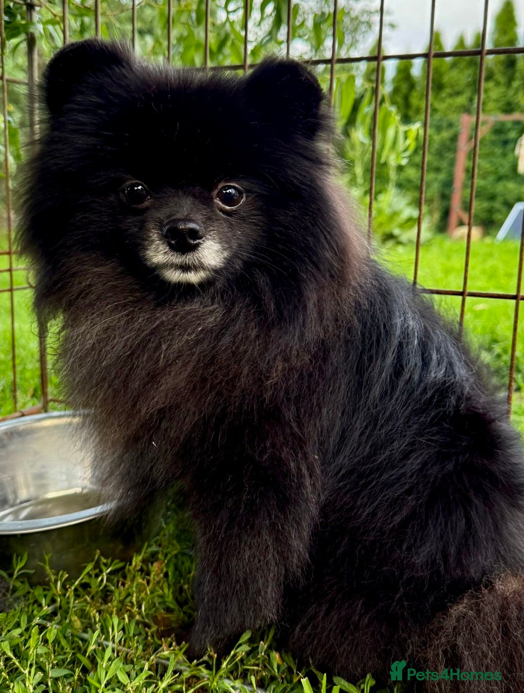 Pomeranian dogs for adoption: Prince, Romeo and Smokey - Image 5