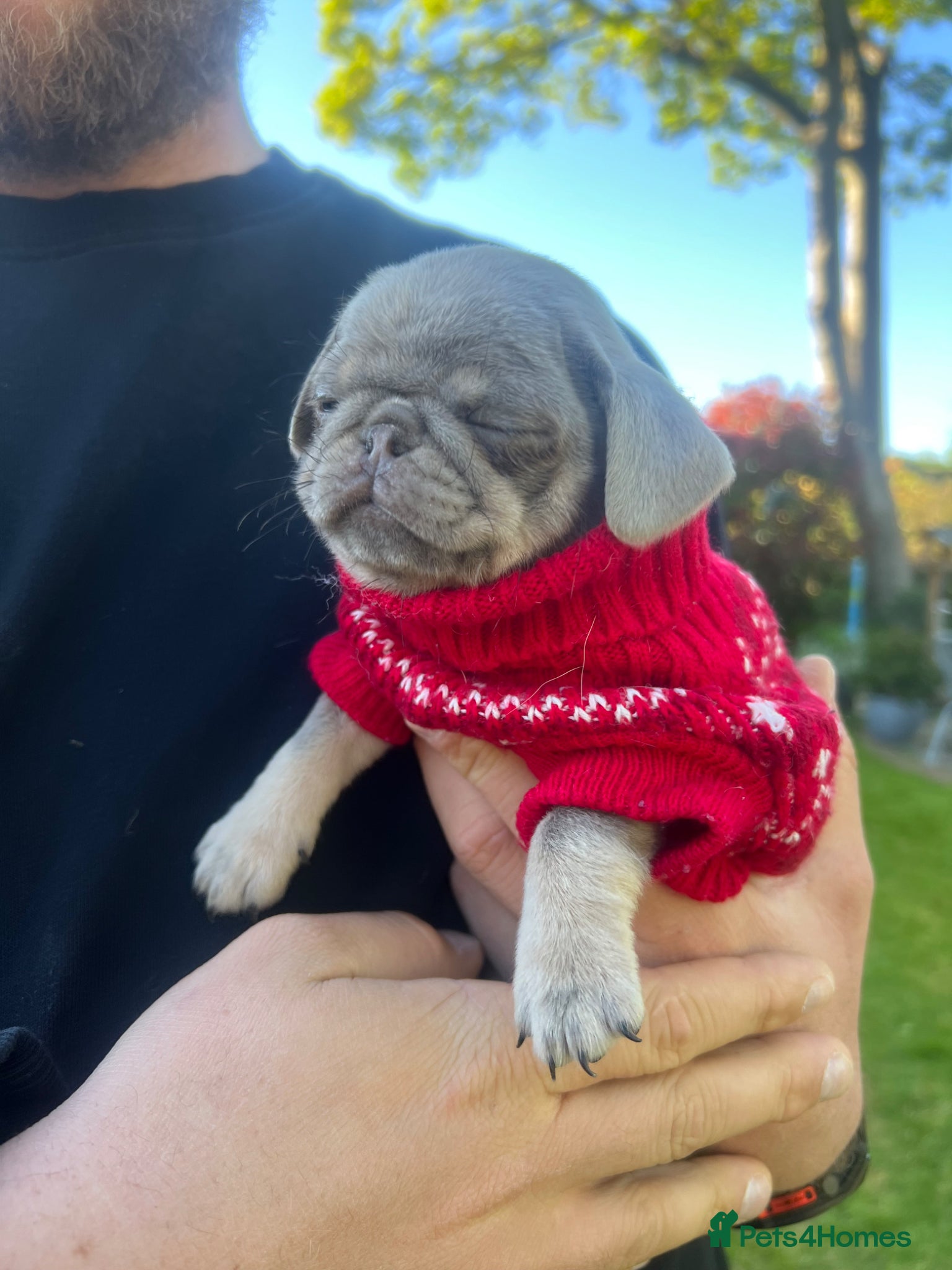 Pug dogs Female Pug puppies  - Advert 18