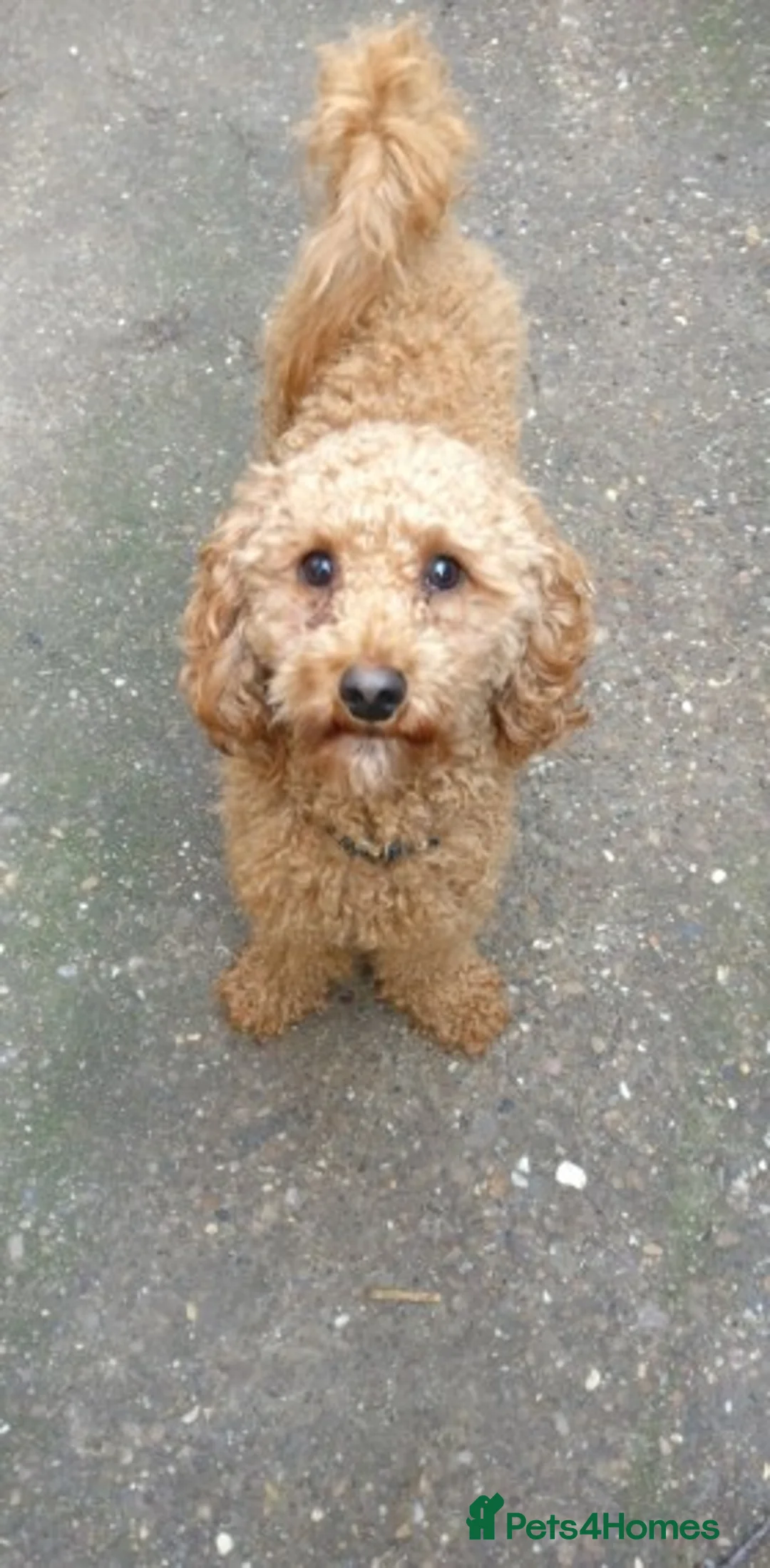 Cockapoo dogs for stud: Red Min Poodle PRA Clear & Other DNA Clear in Mansfield - Advert 13