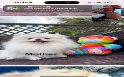 Pomeranian dogs for sale: Korean–Russian Exclusive Teddy Bear Pomeranian ✨🐻 - Advert 5