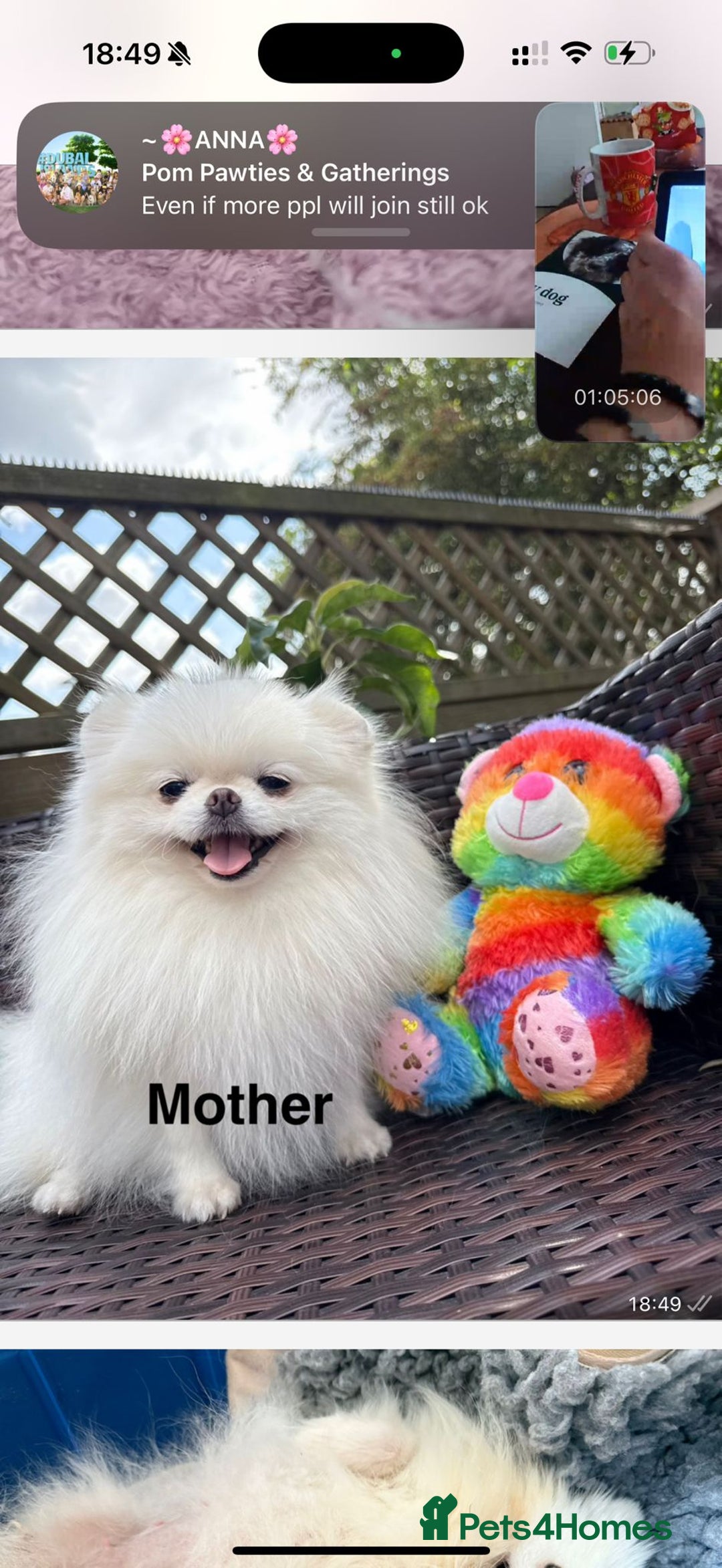 Pomeranian dogs for sale: Korean–Russian Exclusive Teddy Bear Pomeranian ✨🐻 - Advert 5