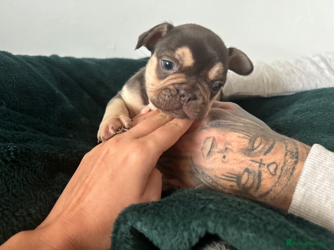 French Bulldog dogs for sale: KC REGISTERED FRENCH BULLDOG PUPPIES – BOYS 🐾 - Advert 15