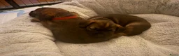 Border Terrier dogs for sale: 2 x Bitches  in Antrim - Advert 3