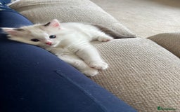 Ragdoll cats for sale: 🐾 Family reared GCCF reg ragdoll Kitten🐾 - Advert 5