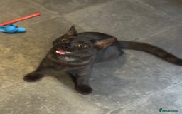 Egyptian Mau cats for sale: TICA reg Spotted EgyptianMau x Bengal LOWEST PRICE - Image 8