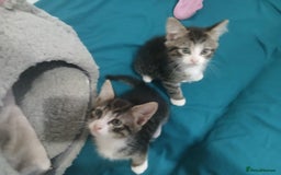 Mixed Breed cats for sale: Tabby twin boys  - Image 6