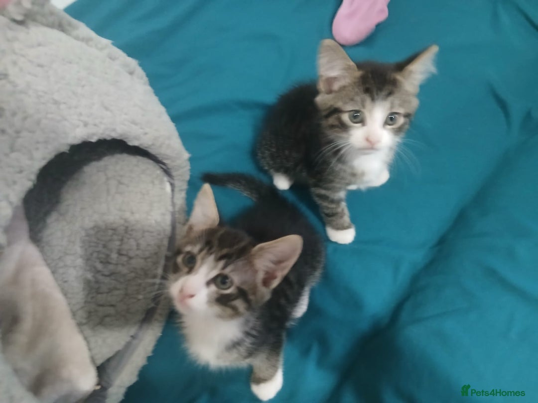 Mixed Breed cats for sale: Tabby twin boys  - Image 6