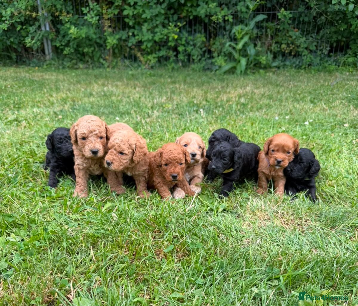Cockapoo dogs Stunning Cockapoo Puppies - Advert 1