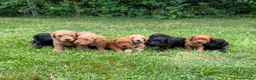Cockapoo dogs for sale: Stunning Cockapoo Puppies - Advert 18