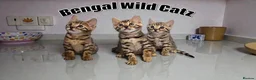 Bengal cats for sale: 3 TICA registered Bengal kittens - Advert 1