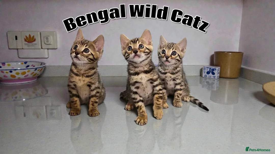Bengal cats for sale: 3 TICA registered Bengal kittens - Advert 1