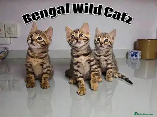 Bengal cats 3 TICA registered Bengal kittens - Advert 4