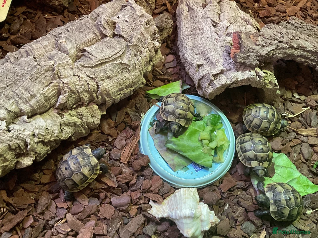 Tortoise reptiles for sale: Hatchling spur- thigh tortoises  in Tonbridge - Advert 1