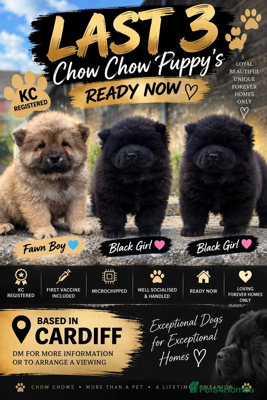 Chow Chow dogs 🔊 REDUCED🔊 3 KC Registered Chow Chow Puppies 🐾 - Advert 10