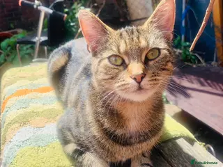 Mixed Breed cats Lovely Kittens for rehome - Advert 2