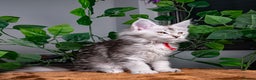 Maine Coon cats for sale: 8 STUNNING PEDIGREE TICA REG MAINE COON KITTENS - Advert 35