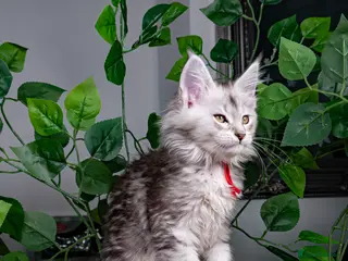 Maine Coon cats STUNNING PEDIGREE TICA REG MAINE COON KITTENS - Advert 15