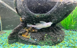 Sharks fish for sale: Silver Bala shark/ 2x snow white pleco - Image 6