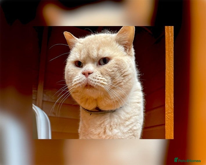 British Shorthair cats SAINT CHESTER for stud duties only in Cardiff - Advert 22