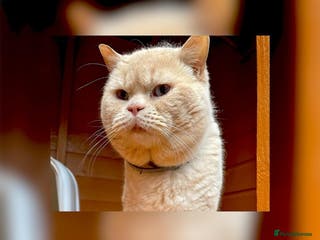 British Shorthair cats SAINT CHESTER for stud duties only in Cardiff - Advert 10