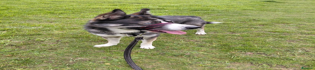 Sib Husky x