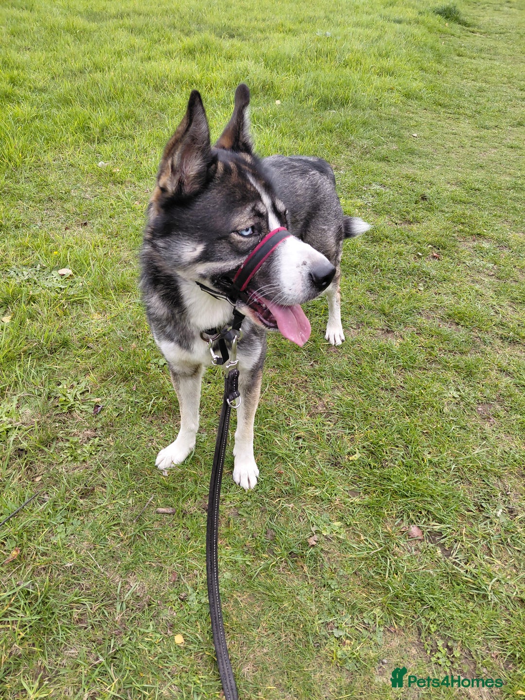 Shepsky dogs for sale: 2yr old male dog for rehoming - Image 2