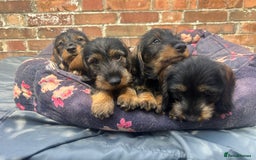 Dachshund dogs for sale: 2 left! standard dachshund puppies ready now! - Image 13