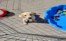 Labrador Retriever dogs for sale: Kc registered Labrador puppie ready to leave - Image 13