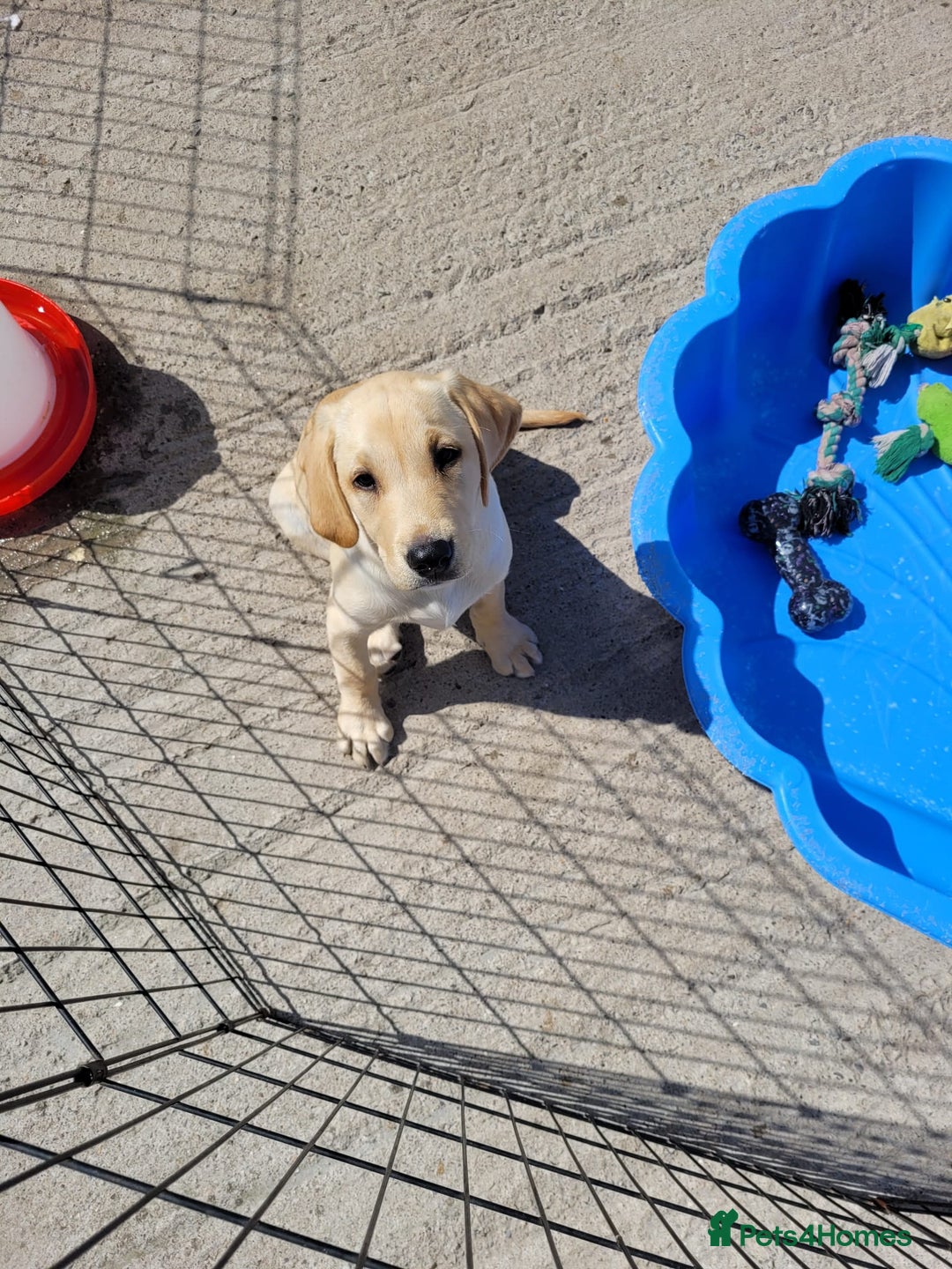 Labrador Retriever dogs for sale: Kc registered Labrador puppie ready to leave - Image 13