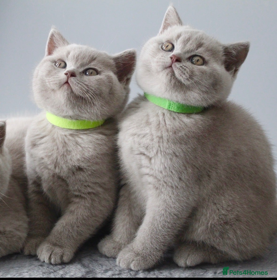 British Shorthair cats GCCF British Shorthair Kittens  - Advert 12
