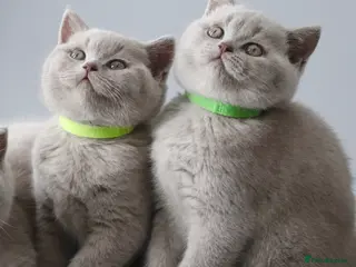 British Shorthair cats GCCF British Shorthair Kittens - Advert 12