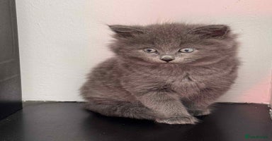 Persian cats - Advert 7