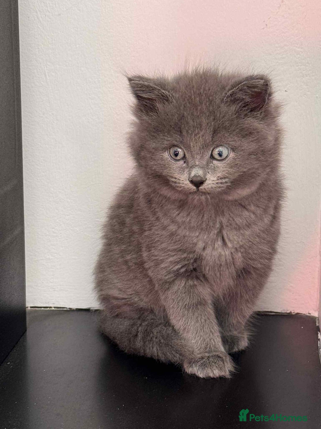 Persian cats for sale: Persian x kittens  - Image 3