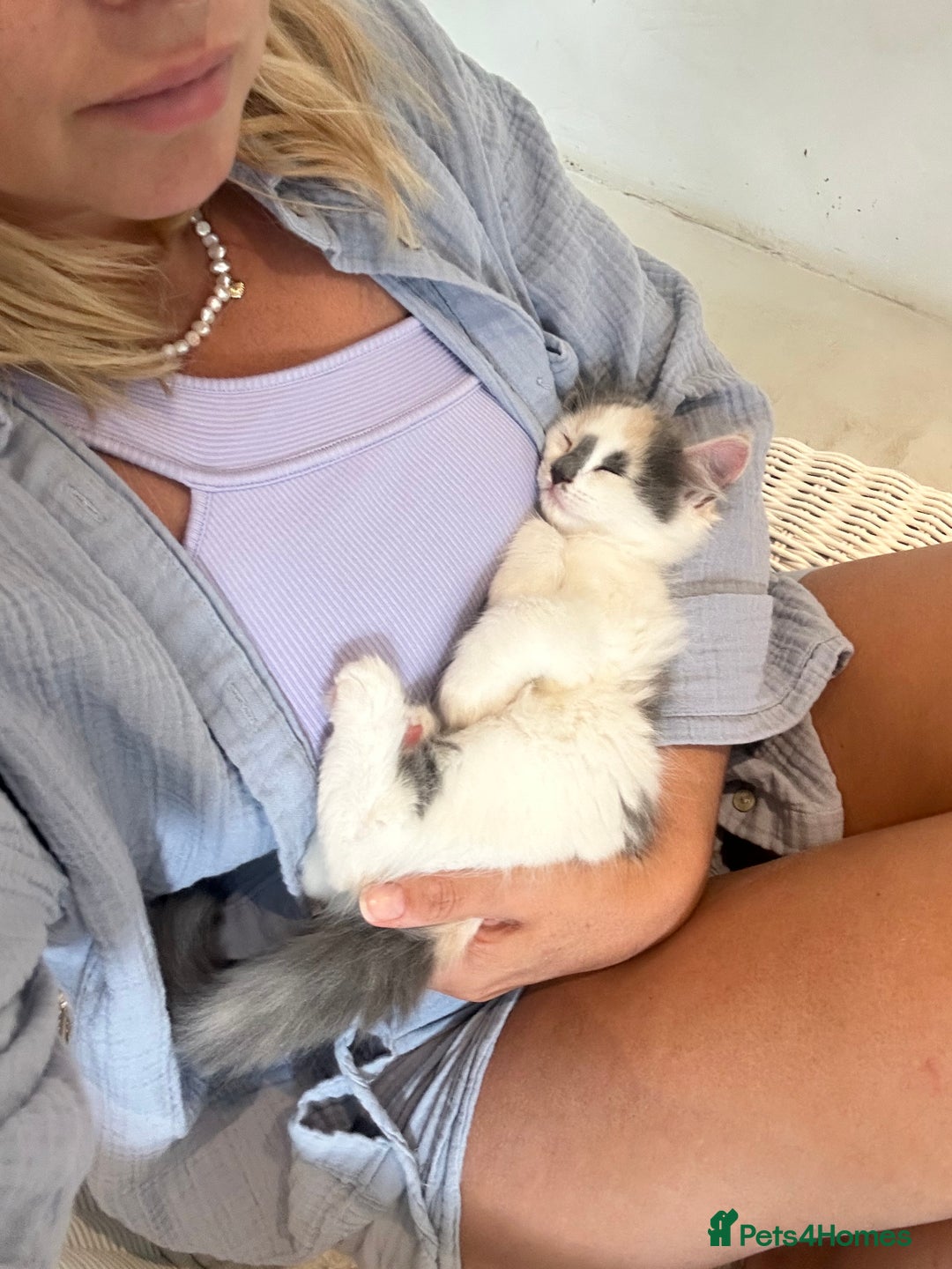 Ragdoll cats for sale: Gorgeous half pedigree Ragdoll kittens - Image 5