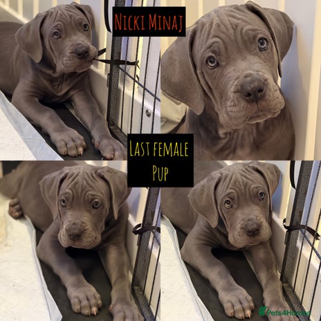 Mixed Breed dogs - Advert 1