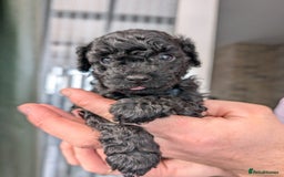 Toy Poodle dogs for sale: 🖤Toy poodle boy🖤 HEALTH TESTED PARENTS! - Image 2