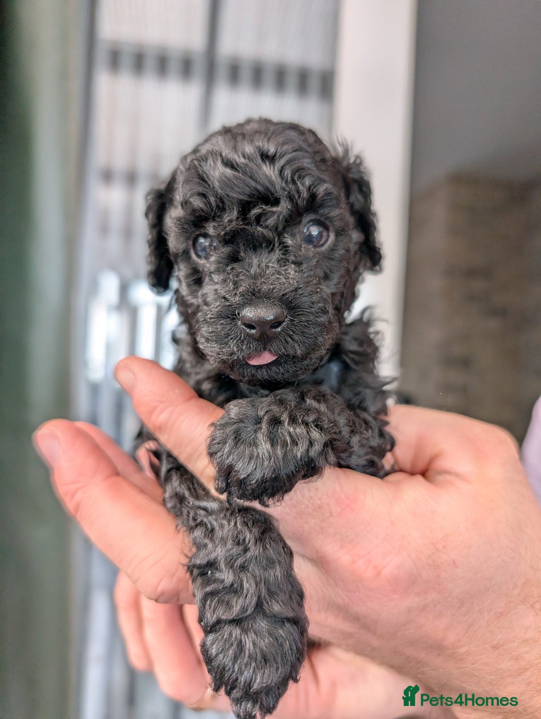 Toy Poodle dogs for sale: 🖤Toy poodle boy🖤 HEALTH TESTED PARENTS! - Image 2