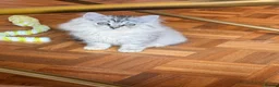 British Shorthair cats for sale: Beautiful fluffy show class kittens - Advert 10